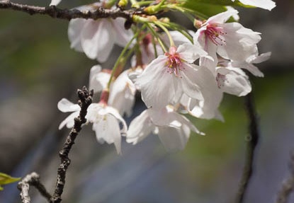 201604141333-DSC08731.jpg