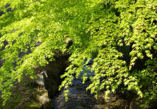 201604141339-DSC01135RX10.jpg