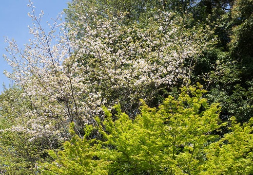 201604141342-DSC01140RX10.jpg