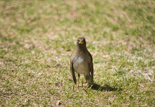 201604141345-DSC08740.jpg