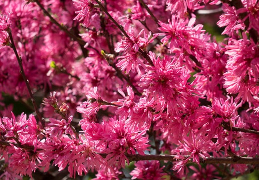 201604141353-DSC01163RX10.jpg