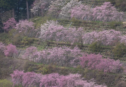 201604180742-DSC08793.jpg