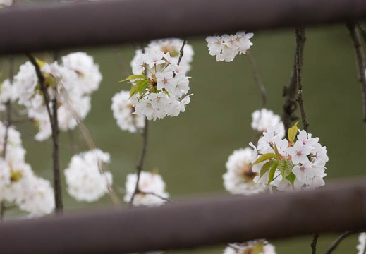 201604180812-DSC08801.jpg