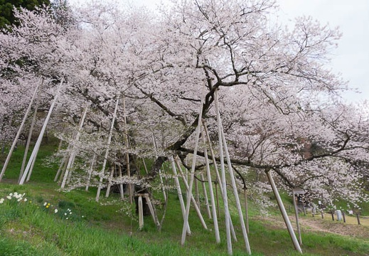 201604180902-DSC01400RX10.jpg