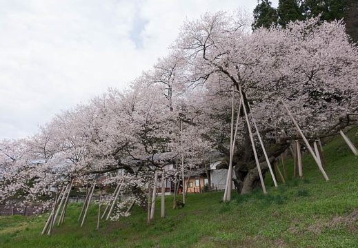 201604180908-DSC01420RX10.jpg