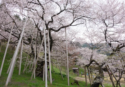 201604180915-DSC01436RX10.jpg