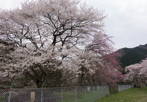 201604181026-DSC01480RX10.jpg