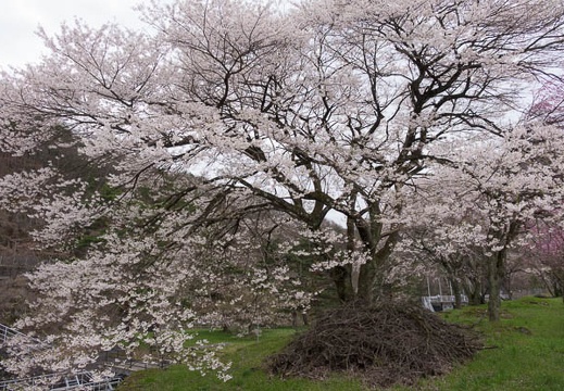 201604181026-DSC01482RX10.jpg