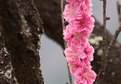 201604181113-DSC08862.jpg