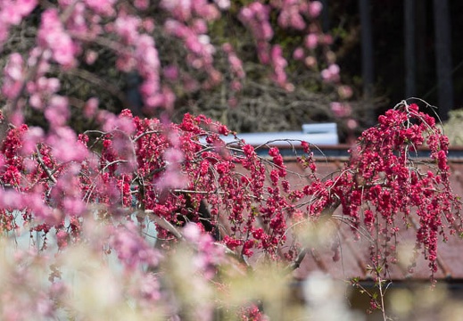 201604191115-DSC08868.jpg