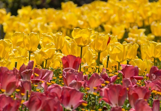 201604191146-DSC08888.jpg