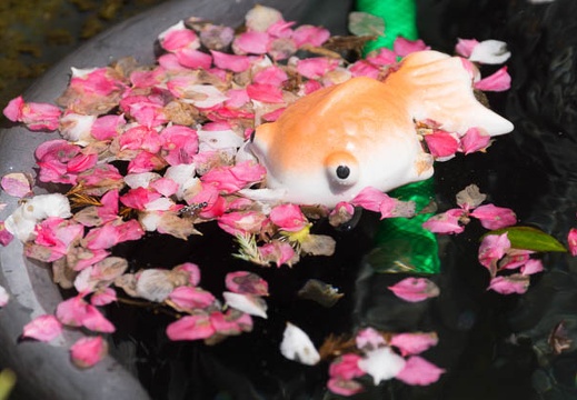 201604191150-DSC08896.jpg