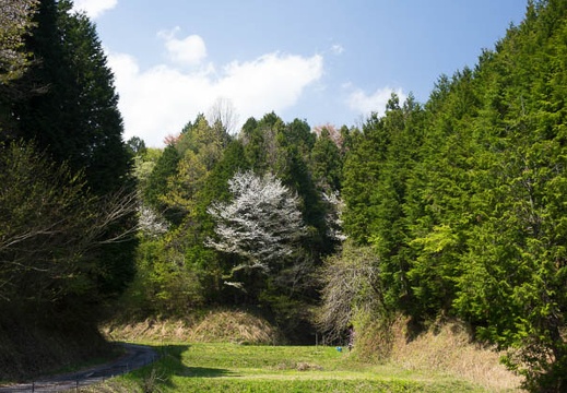 201604191226-DSC01732RX10.jpg