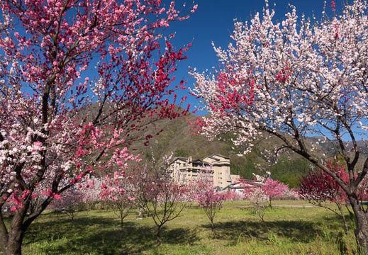 201604200730-DSC01768RX10.jpg