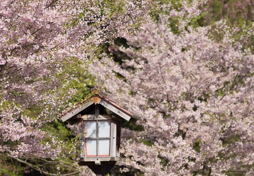 201604200819-DSC08951.jpg