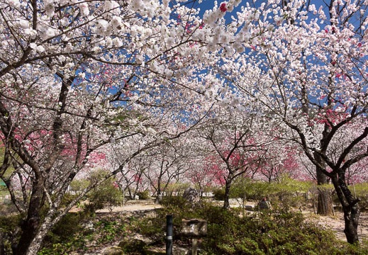201604200842-DSC01859RX10.jpg