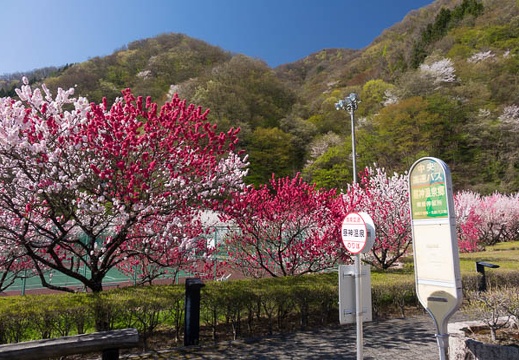 201604200854-DSC01881RX10.jpg