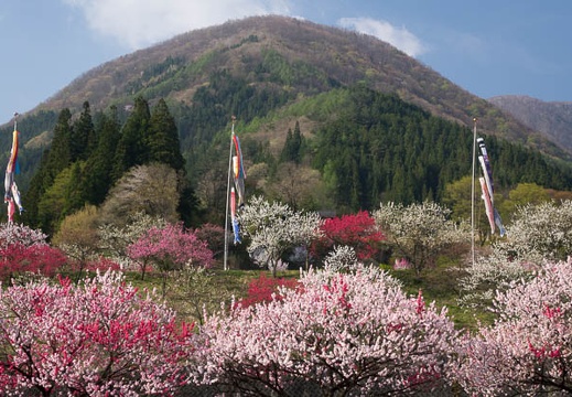 201604250742-DSC02420RX10.jpg