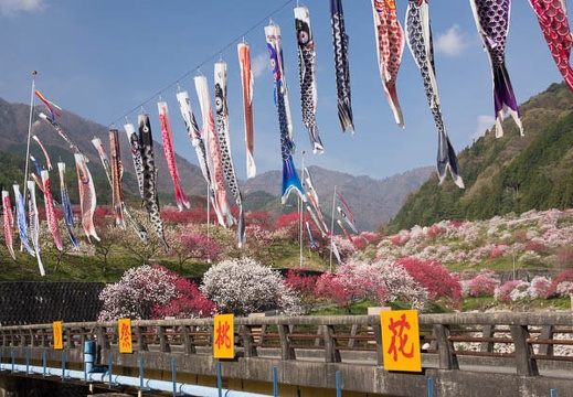 201604250746-DSC02431RX10.jpg