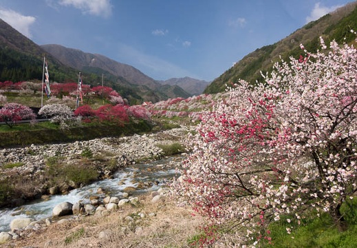 201604250749-DSC02444RX10.jpg