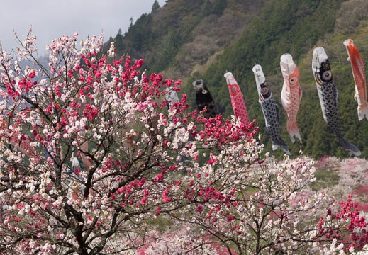 201604250840-DSC09201.jpg