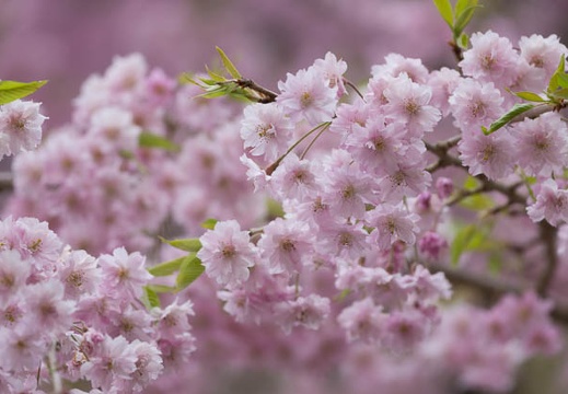 201604250924-DSC09215.jpg