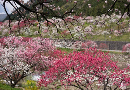 201604250941-DSC02600RX10.jpg