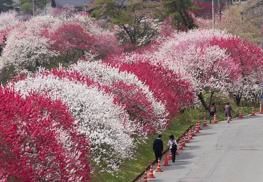 201604251035-DSC09250.jpg
