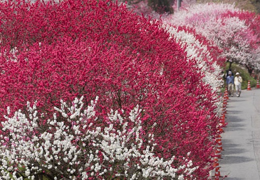04.25 平成28年 花桃まつり