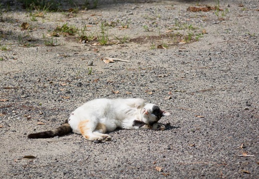 201604261400-DSC03029RX10.jpg