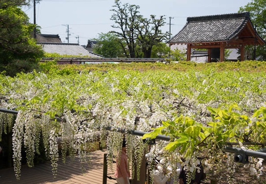 201604301115-DSC03372RX10.jpg