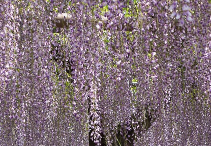 201604301119-DSC03385RX10.jpg
