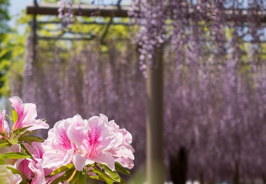 201604301140-DSC03434RX10.jpg