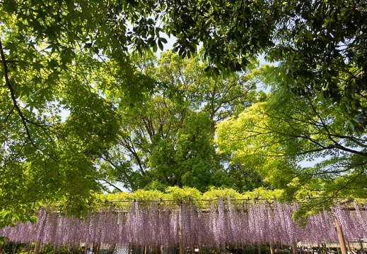201604301243-DSC03540RX10.jpg