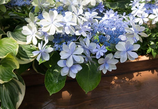 201605011048-DSC03739RX10.jpg