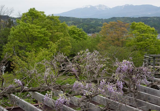 201605061215-DSC04096RX10.jpg