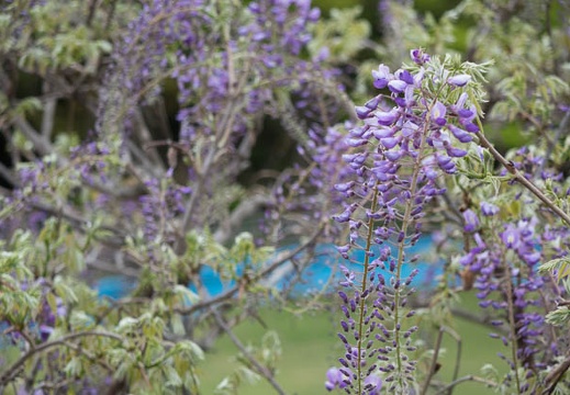 201605061216-DSC04102RX10.jpg