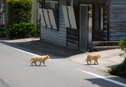 201605071216-DSC04373RX10.jpg