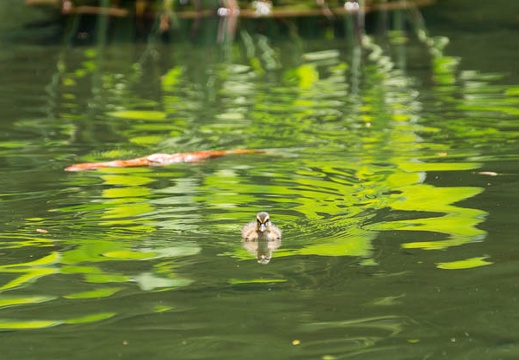 201605171203-DSC09969.jpg