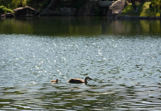 201605181509-DSC04988RX10.jpg