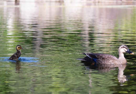 201605181520-DSC05030RX10.jpg