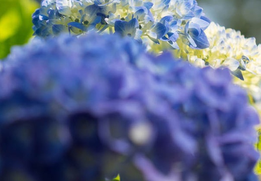 201605230841-DSC05075RX10.jpg