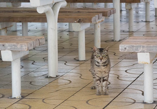 201605311056-DSC05678RX10.jpg