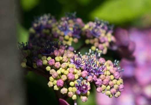 201606021340-DSC06197RX10.jpg