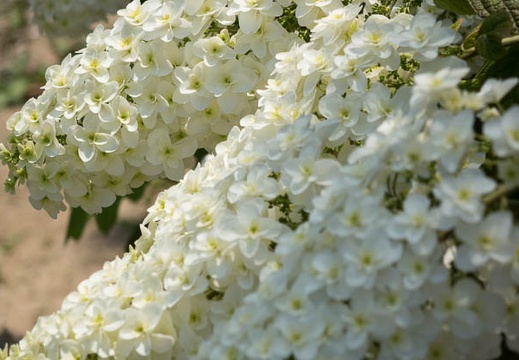 201606031250-DSC06342RX10.jpg