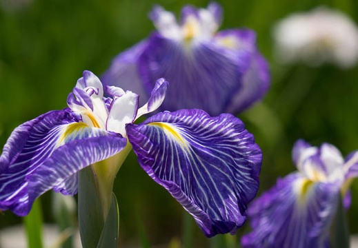 201606031318-DSC06409RX10.jpg