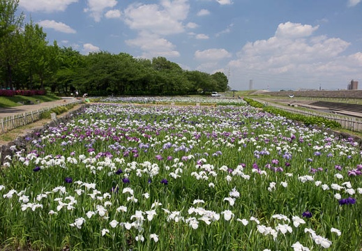 201606031327-DSC06443RX10.jpg