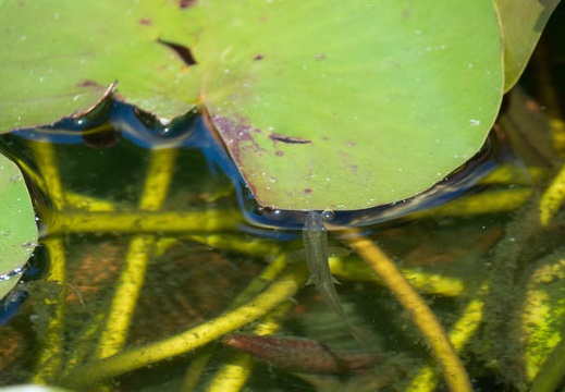 201606101535-DSC00144RX10M3.jpg