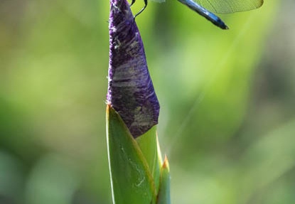 201606101539-DSC00156RX10M3.jpg