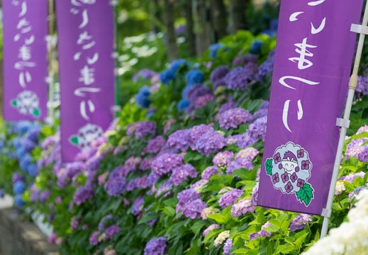 201606111107-DSC00187RX10M3.jpg